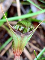 Pterostylis concinna
