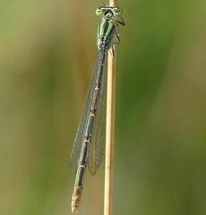 Erythromma lindenii