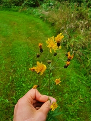 Hieracium umbellatum