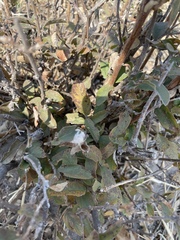 Combretum