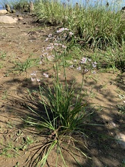 Butomus umbellatus