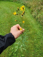 Hieracium umbellatum