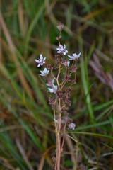 Micranthes foliolosa