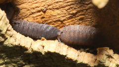 Porcellionidae