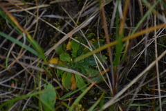 Micranthes foliolosa