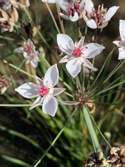 Butomus umbellatus