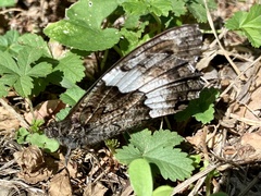 Nymphalidae