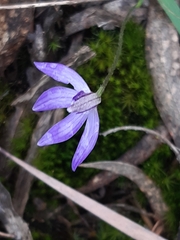 Cyanicula caerulea