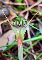 Pterostylis concinna