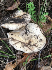 Hebeloma crustuliniforme
