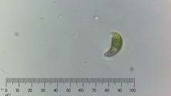 Euglena pisciformis