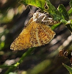 Isturgia limbaria