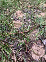 Pterostylis concinna