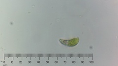 Euglena pisciformis