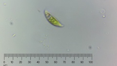 Euglena pisciformis