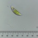 Euglena pisciformis - Photo (c) Phaulactis, some rights reserved (CC BY-NC), uploaded by Phaulactis