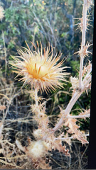 Cirsium occidentale