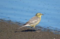 Motacilla citreola