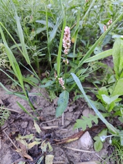 Persicaria maculosa