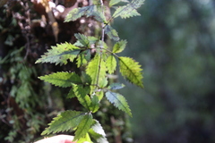 Pterophylla racemosa