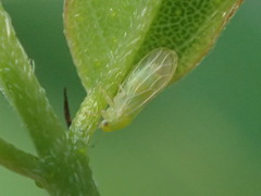 Amorphicola amorphae