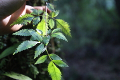 Pterophylla racemosa