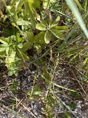 Potentilla reptans