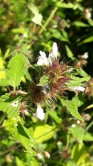 Galeopsis