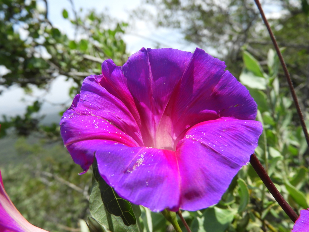 American morning glory