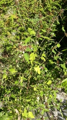Galeopsis