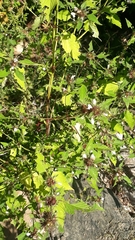 Galeopsis