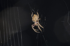 Hortophora