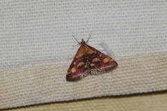 Pyrausta purpuralis