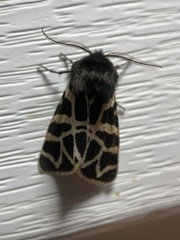 Apantesis nevadensis