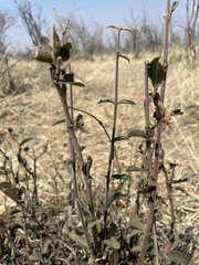 Combretum