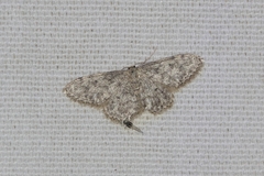 Idaea typicata