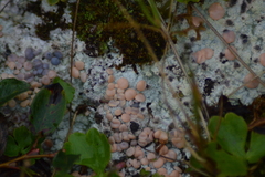 Icmadophila ericetorum