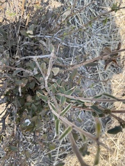 Combretum