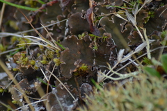 Peltigera