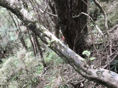 Brachyglottis pentacopa