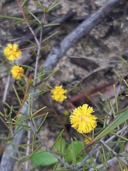 Acacia brownii