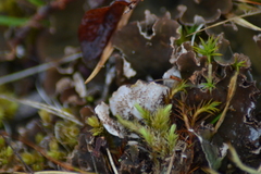 Peltigera