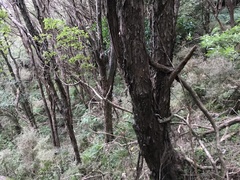 Brachyglottis pentacopa