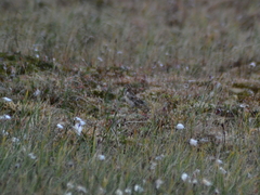 Calcarius lapponicus