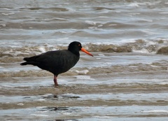 Haematopus fuliginosus