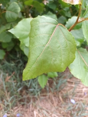 Populus nigra
