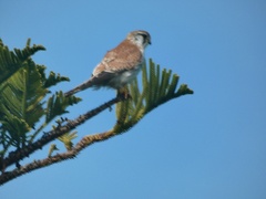 Falco cenchroides