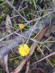 Acacia brownii
