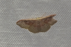 Idaea degeneraria