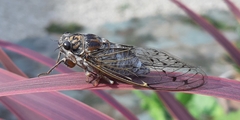 Cicada orni